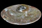 Oval Shaped Fossil Goniatite Dish #73973-2